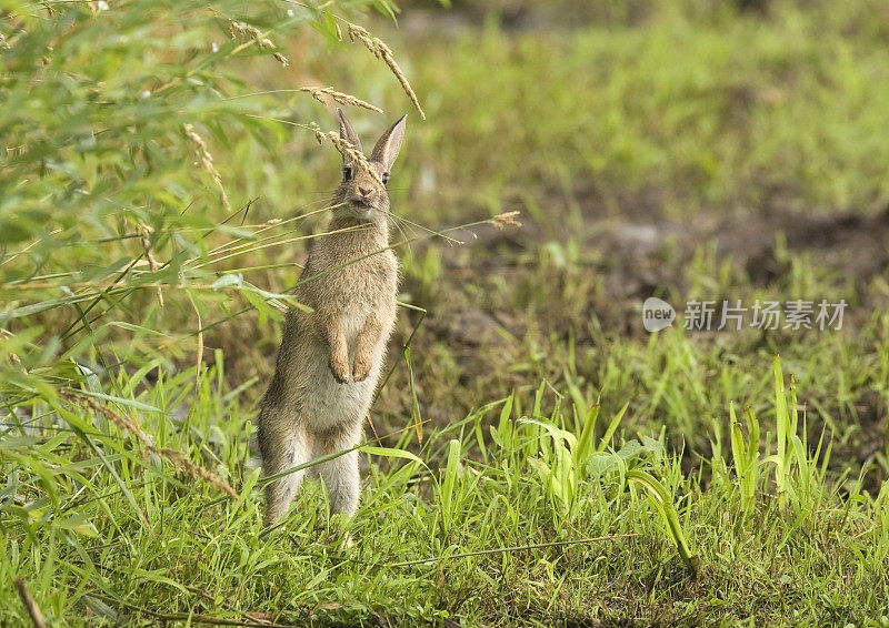 野兔(Oryctolagus cunulus)